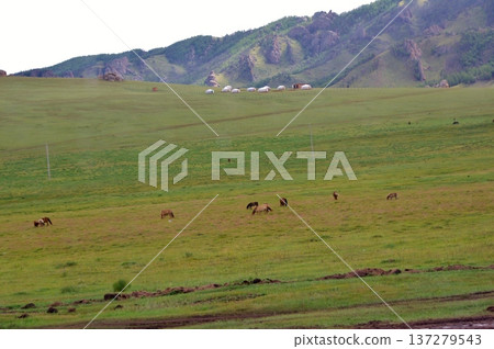 Mongolia, Aryabal Temple, Grazing scenery on the grassland Mongolia, Aryabal Temple, Grazing scenery on the grassland 137279543