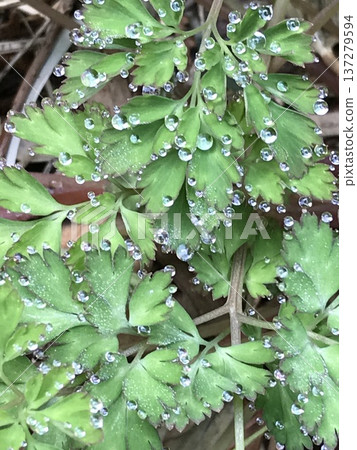 清晨紫堇上的水滴 137279594