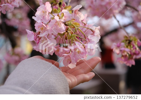 手工採摘的河津櫻花盛開。 手工採摘的河津櫻花盛開。 137279652