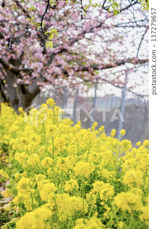 河津櫻花和油菜花的風景 河津櫻花和油菜花的風景 137279657