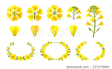 油菜花圖片素材 137279664