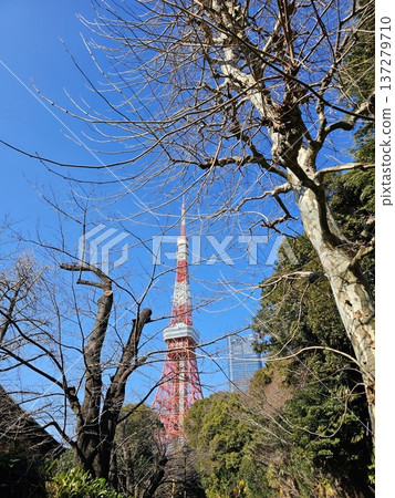 Tokyo Tower in Tokyo, Japan, viewed from Shiba Park. 137279710