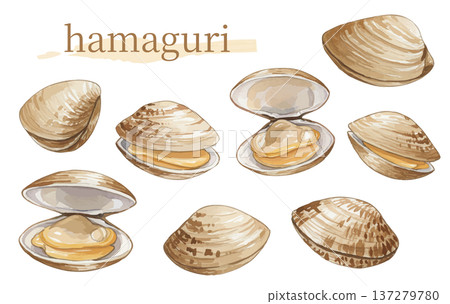 蛤蜊水彩插圖 137279780