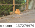 A cat's butt and tail illuminated by the warm evening light, a stray cat on a street corner 137279979