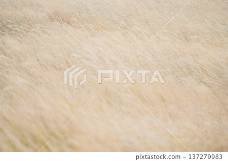 A field of silver grass swaying in the wind, autumn natural scenery A field of silver grass swaying in the wind, autumn natural scenery 137279983