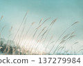 Golden silver grass shining in the backlight, Autumn evening scenery 137279984