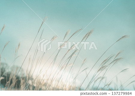 Golden silver grass shining in the backlight, Autumn evening scenery 137279984
