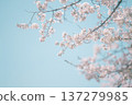 Cherry blossoms in full bloom and blue sky, spring background material 137279985