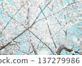 Beautiful cherry blossom branches shining in the clear sky, a stylish spring scene 137279986