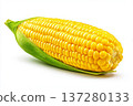 Fresh corn cob vegetable food, ripe yellow maize ear closeup, organic agriculture concept with copy space 137280133