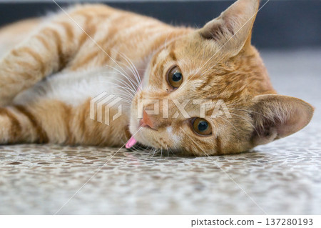 Cat lying down in a warehouse 137280193