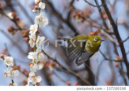 一隻日本繡眼鳥正在尋找梅花蜜 137280198