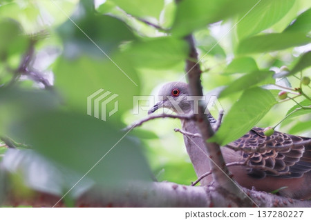 Turtle dove perching on a tree branch 137280227