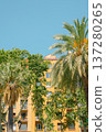 Yellow apartment building with palm tree in Barcelona, Spain 137280265
