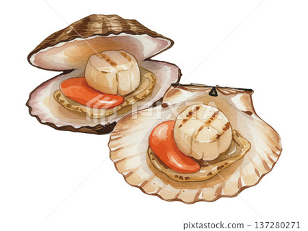 扇貝的插圖 137280271