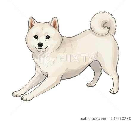 白Shiba Inu 白Shiba Inu 137280278