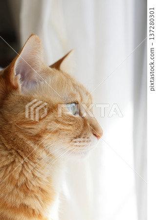 Daily scenery of cat parent and child Daily scenery of cat parent and child 137280301