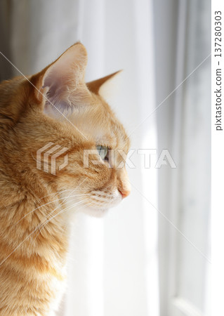 Daily scenery of cat parent and child 137280303