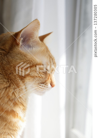 Daily scenery of cat parent and child 137280305