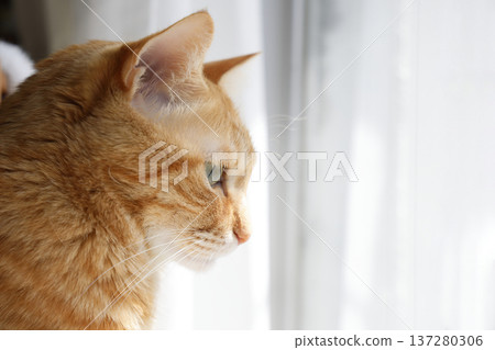 Daily scenery of cat parent and child Daily scenery of cat parent and child 137280306