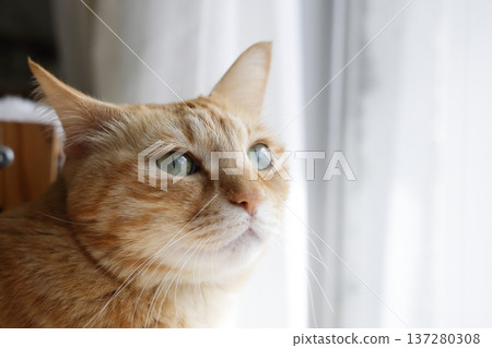 貓親子日常風景 137280308