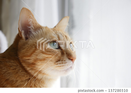 Daily scenery of cat parent and child Daily scenery of cat parent and child 137280310
