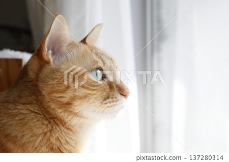 Daily scenery of cat parent and child Daily scenery of cat parent and child 137280314