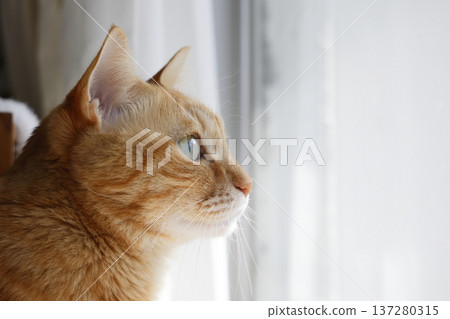 Daily scenery of cat parent and child Daily scenery of cat parent and child 137280315