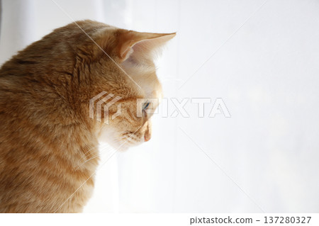 Daily scenery of cat parent and child Daily scenery of cat parent and child 137280327
