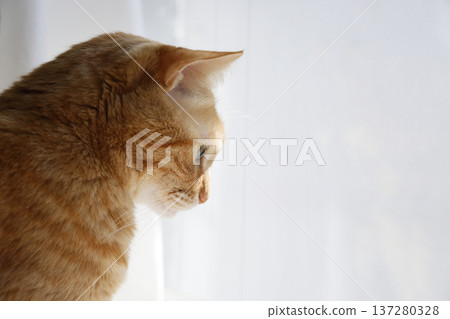 Daily scenery of cat parent and child 137280328
