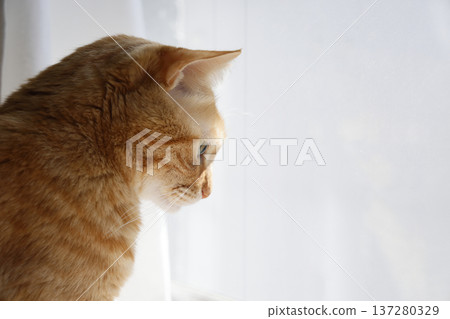 Daily scenery of cat parent and child Daily scenery of cat parent and child 137280329