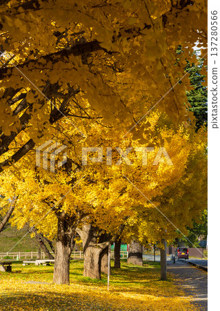 山形縣內山形市的秋色－霞丘公園的秋葉美景 137280566