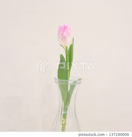 Tulip "Cabana" cut flower 2 Tulip "Cabana" cut flower 2 137280600