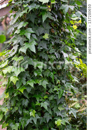 Vertical photo of ivy. Ivy, or European ivy, climbing up tree bark. Close-up photo. Vertical photo of ivy. Ivy, or European ivy, climbing up tree bark. Close-up photo. 137280650