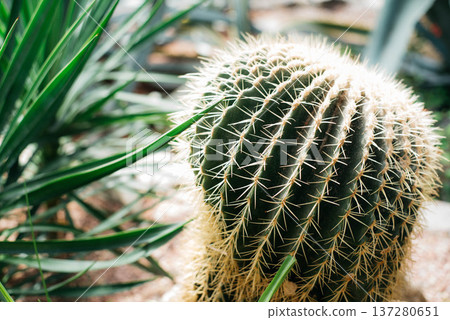Echinocactus gruzona is a species of the genus Echinocactus. Cactus in the greenhouse. Echinocactus gruzona is a species of the genus Echinocactus. Cactus in the greenhouse. 137280651