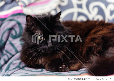 Portrait of a black cat peeking out from under a blanket during a cold snap. Portrait of a black cat peeking out from under a blanket during a cold snap. 137280706