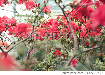 Blooming azaleas in the garden. Blooming azaleas in the garden. 137280739