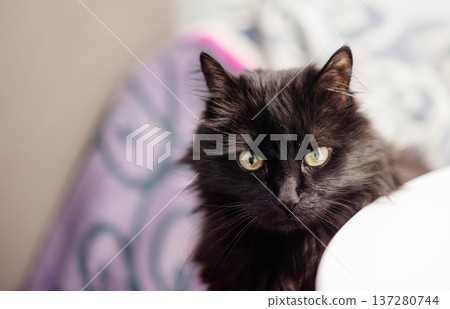 Portrait of a black cat peeking out from under a blanket during a cold snap.  137280744