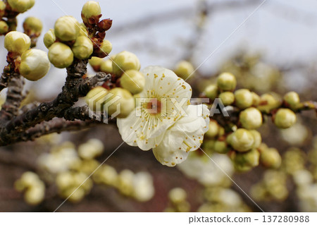 白梅花預示著春天的到來（微距攝影） 137280988