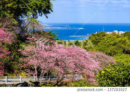 Motobu Town, Kunigami District, Okinawa Prefecture: Early blooming Ryukyu Kanhi cherry blossoms in full bloom at the Motobu Yaedake Cherry Blossom Festival, and a view of the sea with Ie Island in view Motobu Town, Kunigami District, Okinawa Prefecture: Early blooming Ryukyu Kanhi cherry blossoms in full bloom at the Motobu Yaedake Cherry Blossom Festival, and a view of the sea with Ie Island in view 137281027