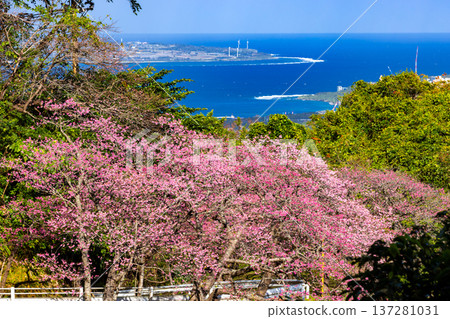 Motobu Town, Kunigami District, Okinawa Prefecture: Early blooming Ryukyu Kanhi cherry blossoms in full bloom at the Motobu Yaedake Cherry Blossom Festival, and a view of the sea with Ie Island in view 137281031