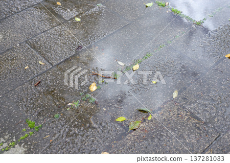 Ground after the rain, rainy season, early summer, summer, shower, passing shower, park, image Ground after the rain, rainy season, early summer, summer, shower, passing shower, park, image 137281083