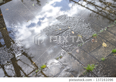 Ground after the rain, rainy season, early summer, summer, shower, passing shower, park, image Ground after the rain, rainy season, early summer, summer, shower, passing shower, park, image 137281096