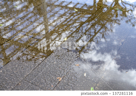 雨後的地面,雨季,初夏,夏季,陣雨,陣雨,公園,圖片 雨後的地面,雨季,初夏,夏季,陣雨,陣雨,公園,圖片 137281116