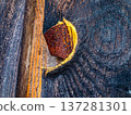 Texture of an old charred board. 137281301