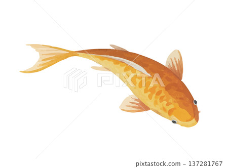 鯉魚 鯉魚 137281767
