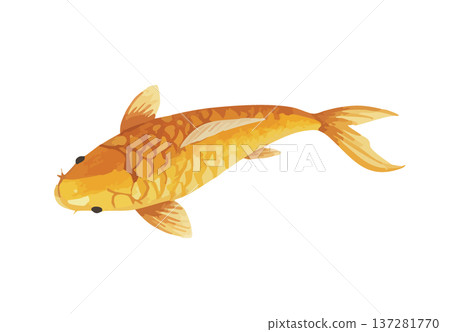 鯉魚 鯉魚 137281770