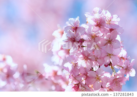 Kawazu cherry blossoms in the blue sky 137281843