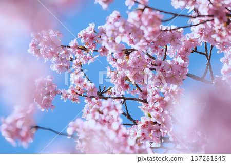 Kawazu cherry tree against the blue sky 137281845