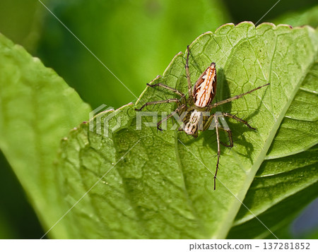 一隻猞猁蛛在樹葉上等待獵物 137281852